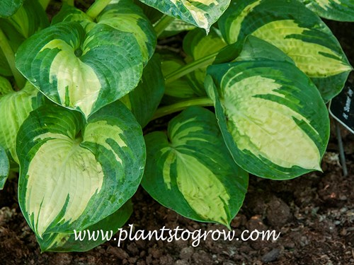 Hosta Summer Joy (Hosta)